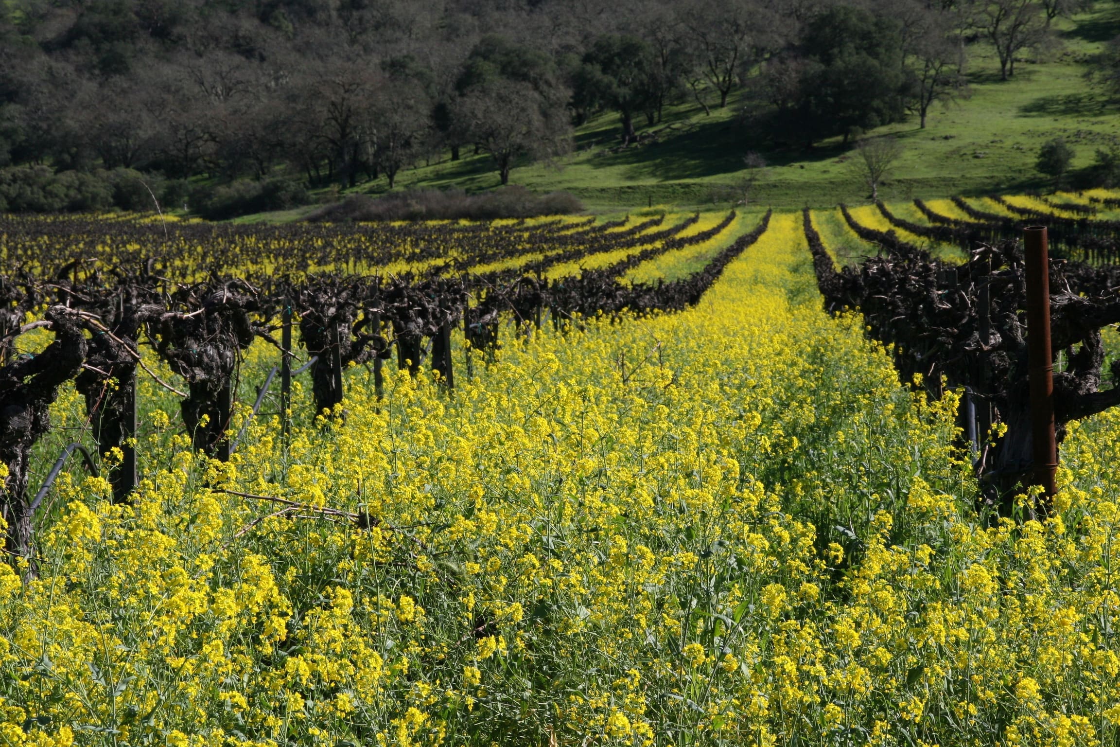 Grape vines, winery, napa valley, mustard blossoms