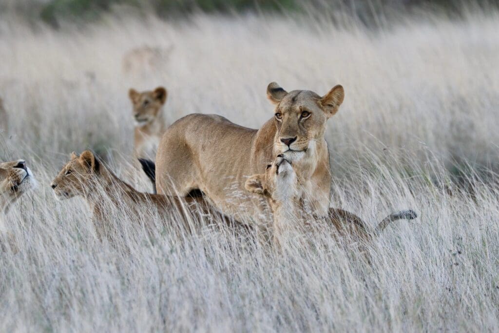 The pride at ol Donyo in the Chyulu Hills, Kenya on Safari in the Maasai Mara