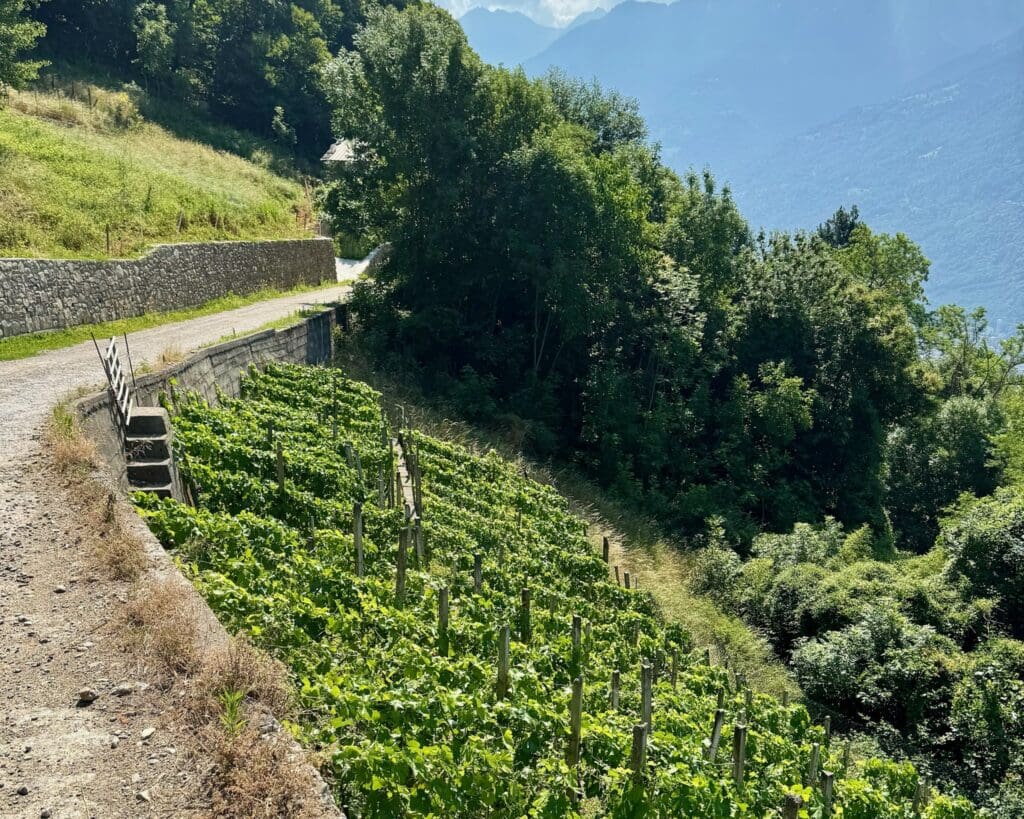 Hillside vineyards of Valtellina Italy